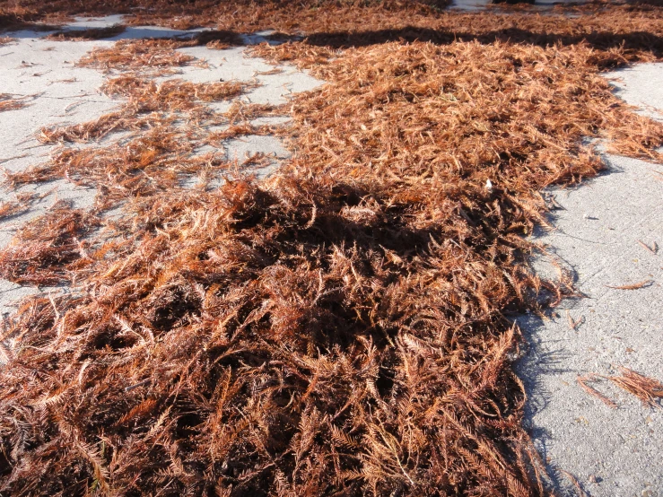 a close up of brown and green vegetation on sand