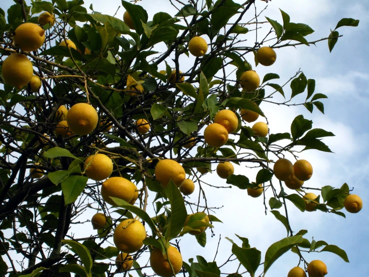 a large tree that has many fruit growing on it