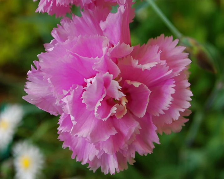 the pink flower is still blooming for many years