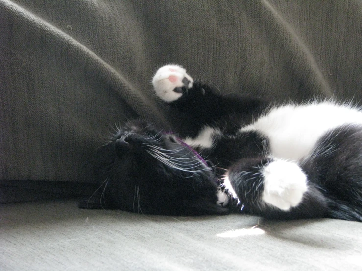 black and white cat rolling around on its back