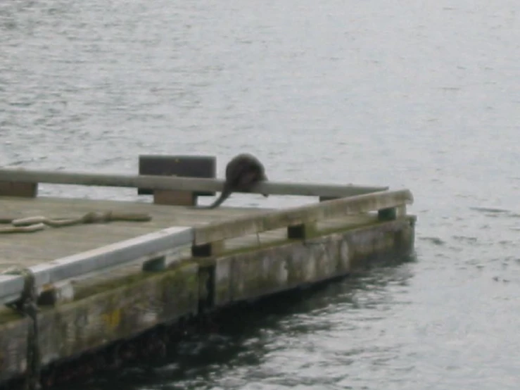 a seal resting on a small dock in the water