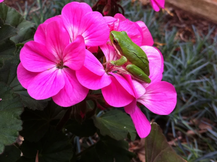 the green bug is on a pink flower