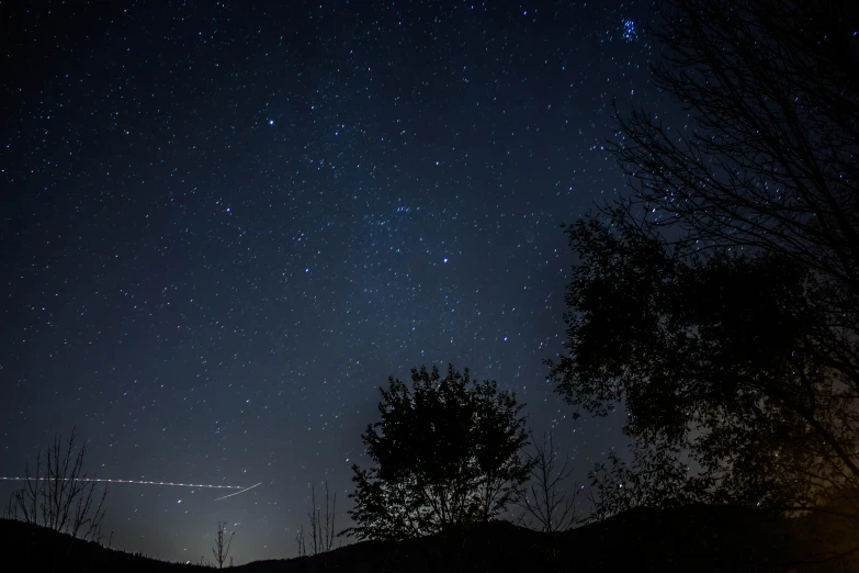 the night sky and trees all with stars