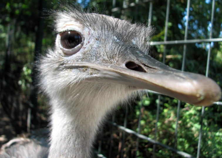 an ostrich head close up looking through a fence