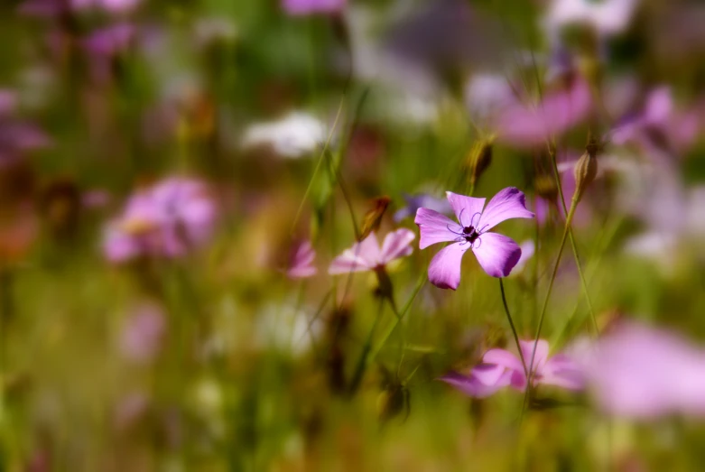 a closeup view of some very pretty flowers