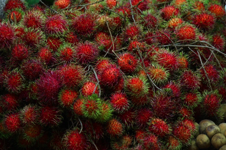 rambutans and other fruit in bundles