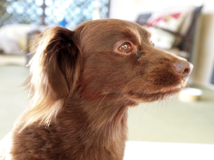 a brown dog sitting on top of a table next to a computer desk