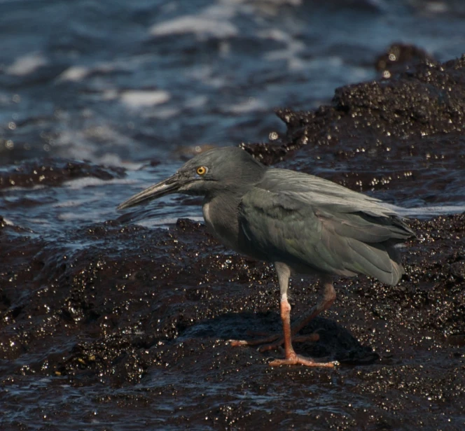 a small bird on the shore in the water