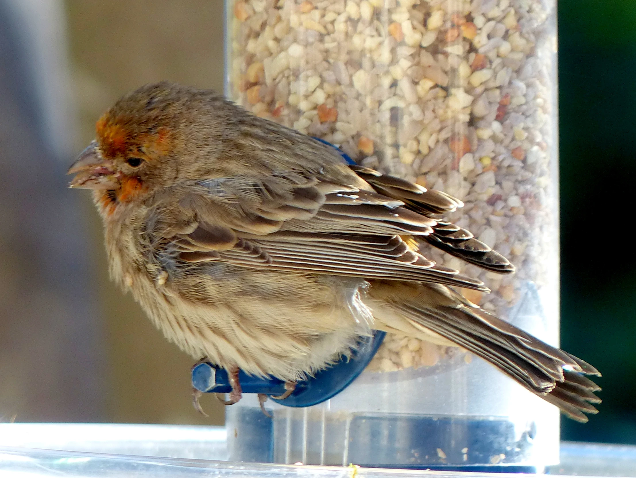 a close up of a bird on top of a food box