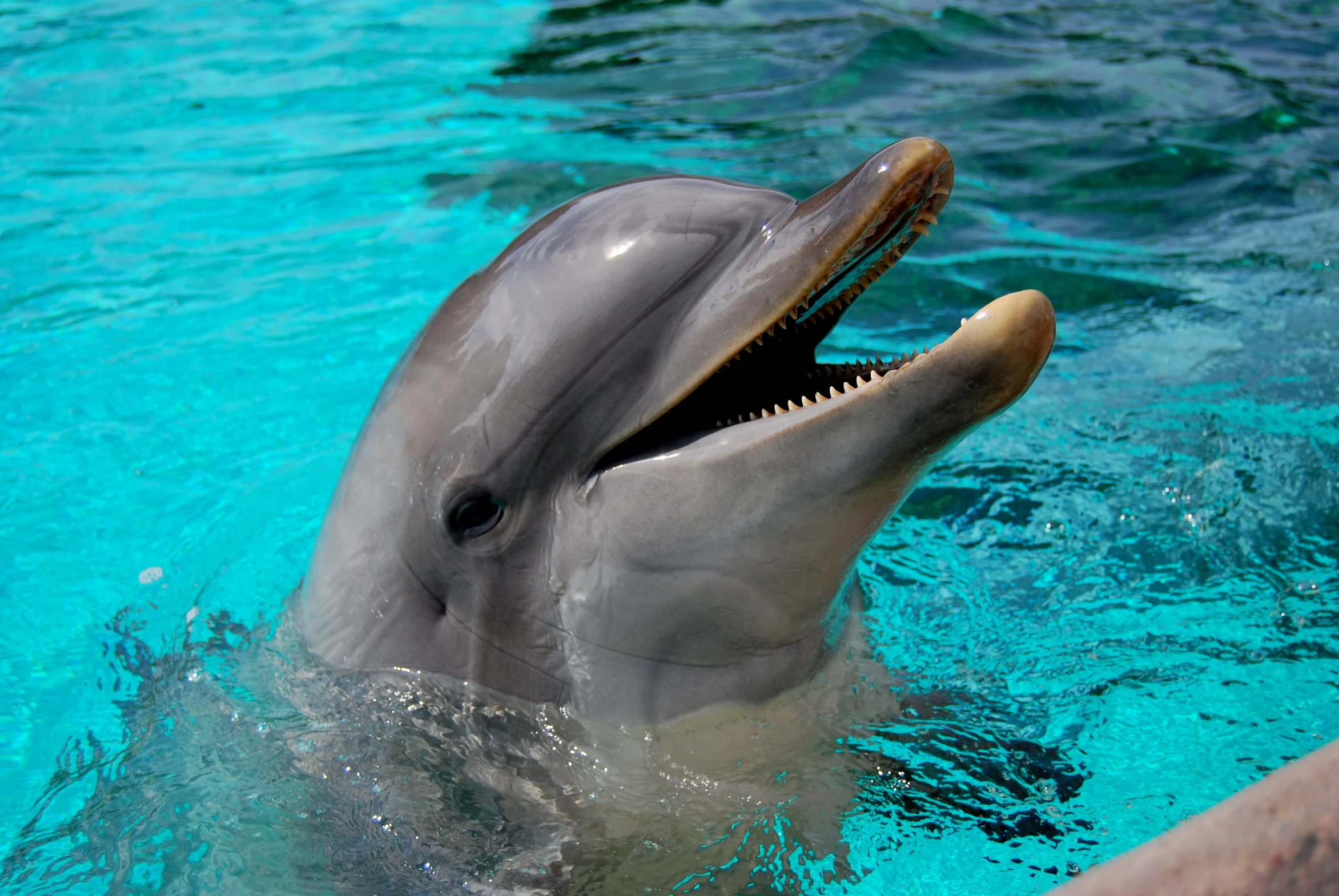 a dolphin is poking its head out of the water