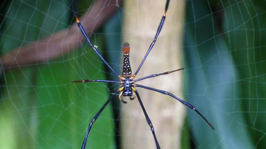 a large blue and black spider is hanging out in its web