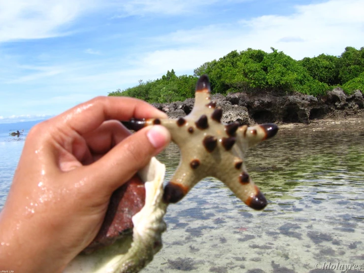 a starfish that is being held in someone's hand