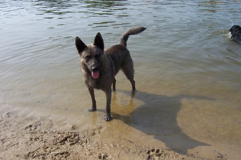 a dog standing in a body of water on a beach