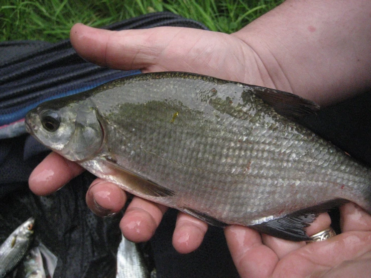 someone holding an object in their hands with some fish