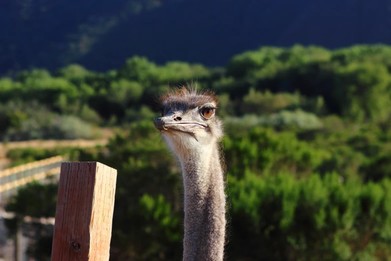 an ostrich standing near a wooden pole outside