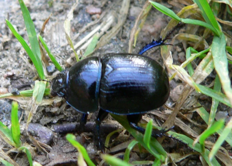 a black bug crawling in grass and leaves