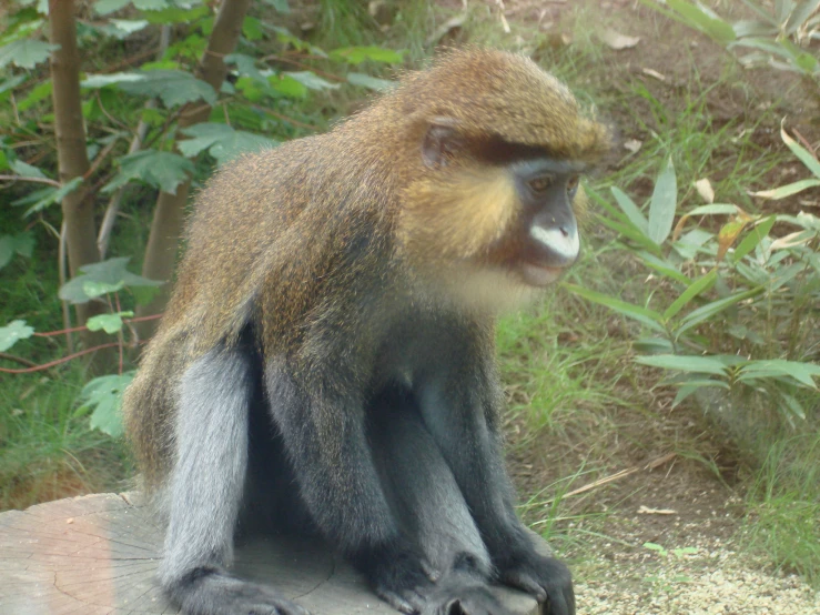 a monkey sitting on top of a cement block