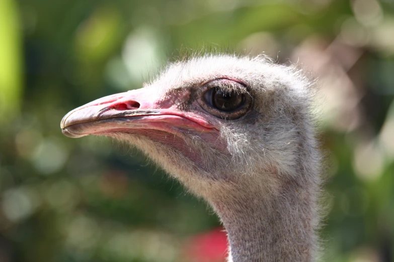 an ostrich's head with a pink beak