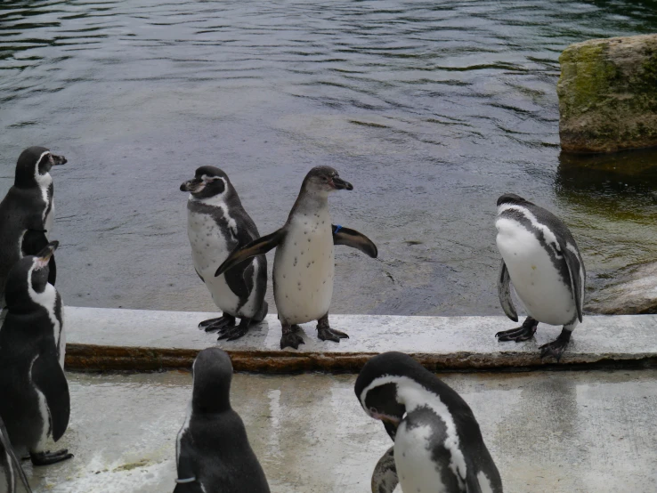 penguins gather by the water to look around