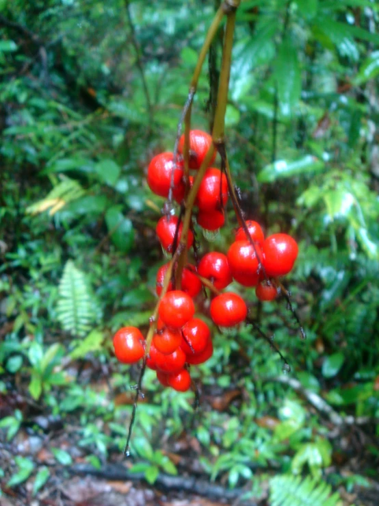 some red berries hanging from a tree