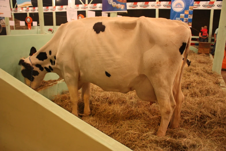 the cow in the pen is very young