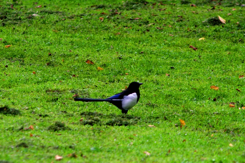 a black and white bird standing in the grass