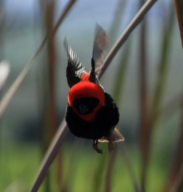 the bird is red and black around the neck