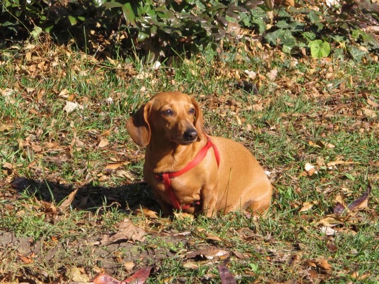 a small brown dog sitting on top of a green grass covered field