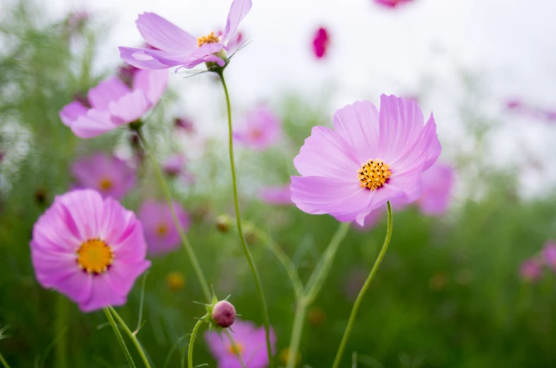 pink flowers blooming in the grass near trees