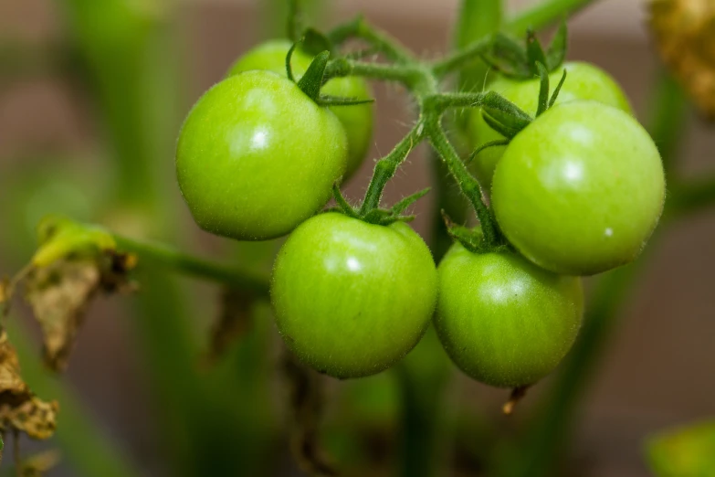 some green tomatoes growing on some grass and some dirt