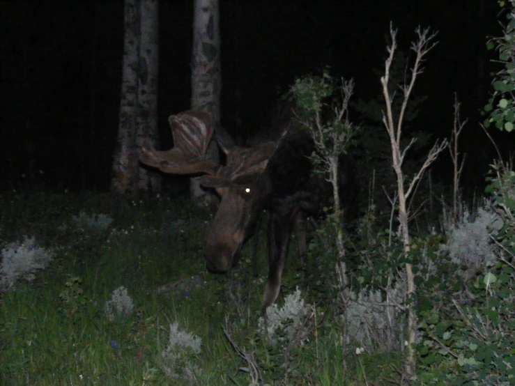 moose in the night with glowing eyes