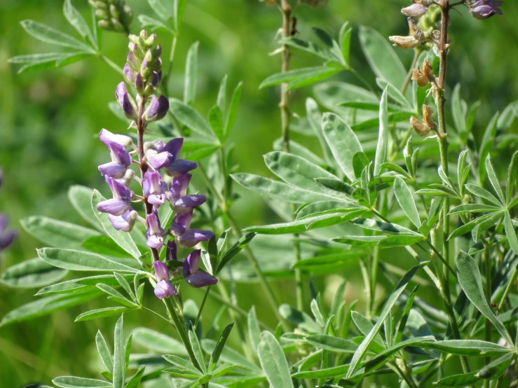 purple and green flowers are growing in a field