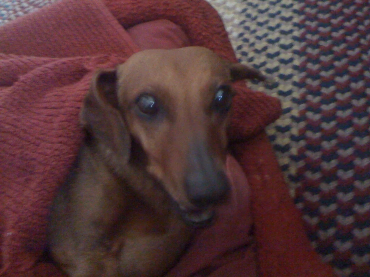 an orange dog looking at the camera through the blanket
