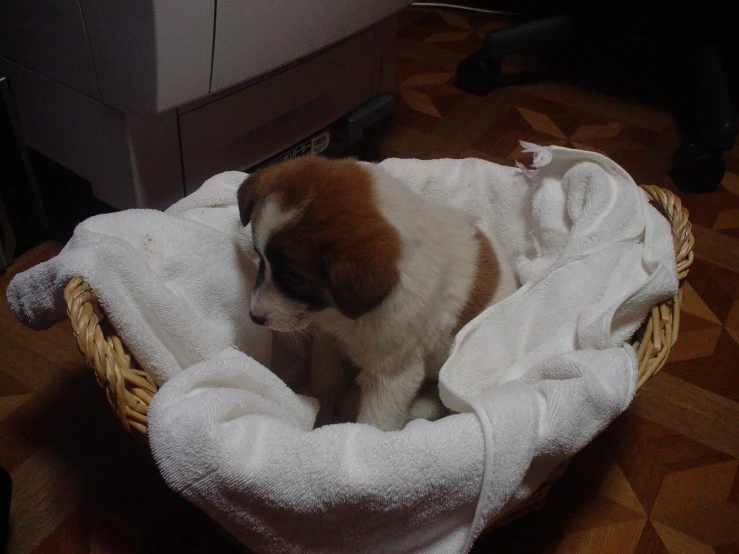 a dog is sitting in a dog bed covered with a blanket