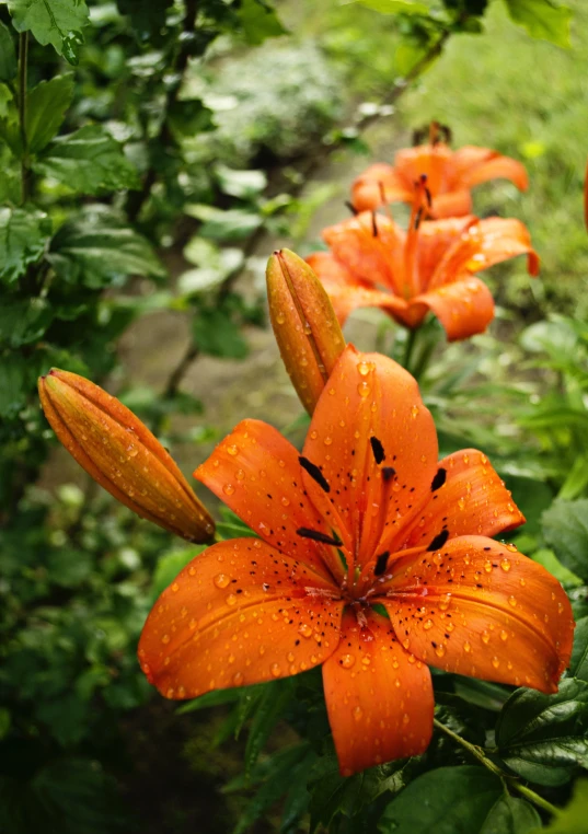 some orange flowers are blooming by the grass