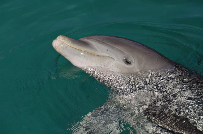 a dolphin swimming in water with it's mouth open