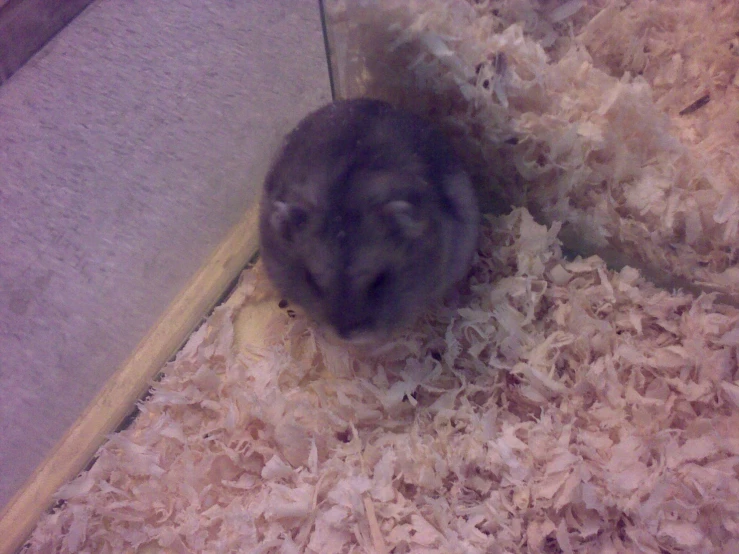 a close up of a gray mouse on some wood