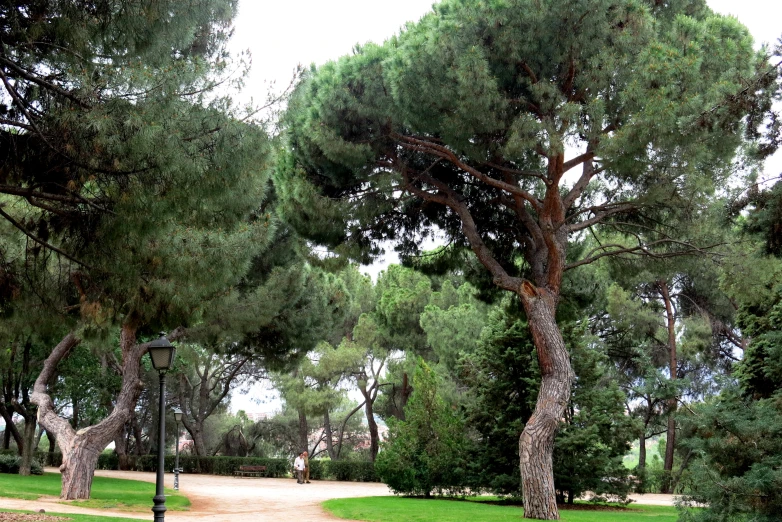 a park with a lot of trees and grass