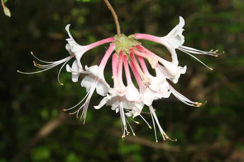 the flower is open and there are flowers near it