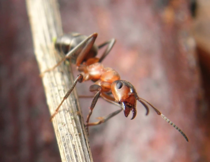 a close up po of a mosquito that is standing on a stick