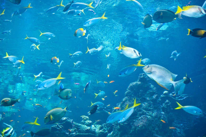 an ocean filled with lots of fish near rocks