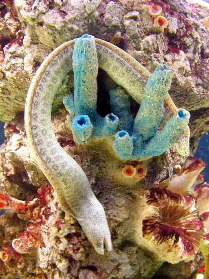 an ocean animal in an underwater cave