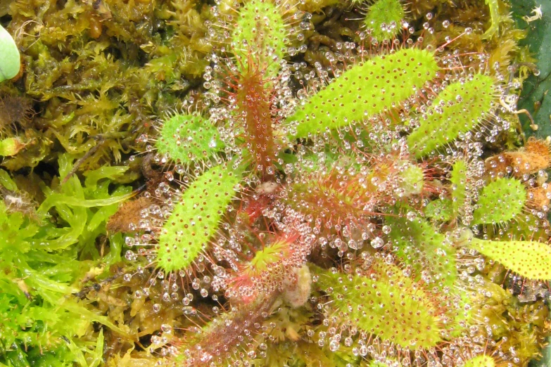 an insect sits atop moss near other plants