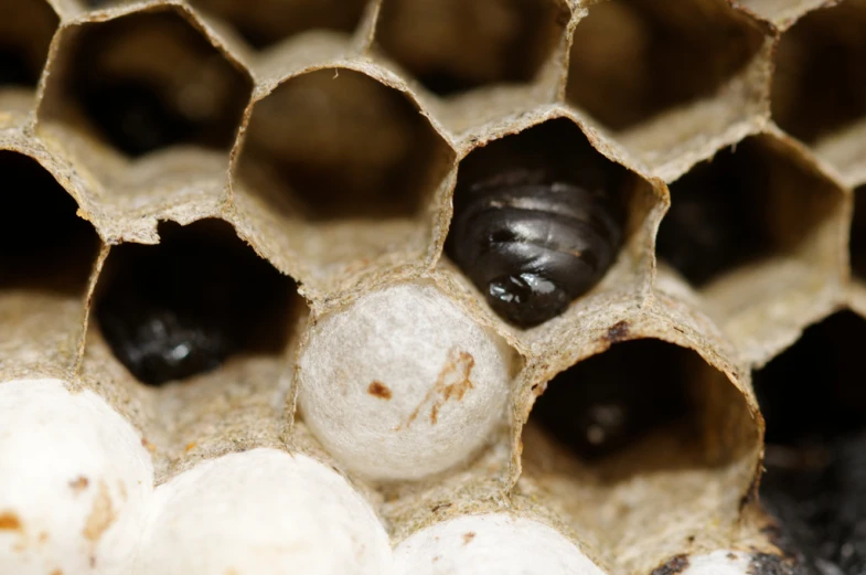 an insect's nest in the cell with two balls inside it