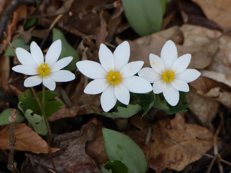 three white flowers growing out of brown leaves on the ground