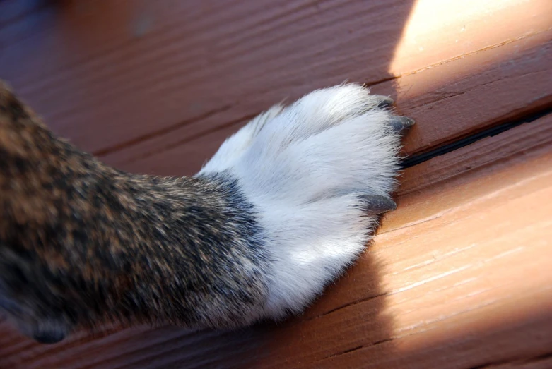 a close - up of the tail on a cat's paw