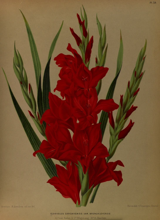 a painting of red flowers and green stems
