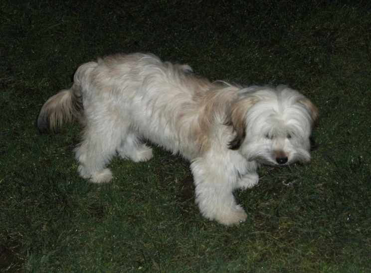 a white and grey dog is standing on the grass