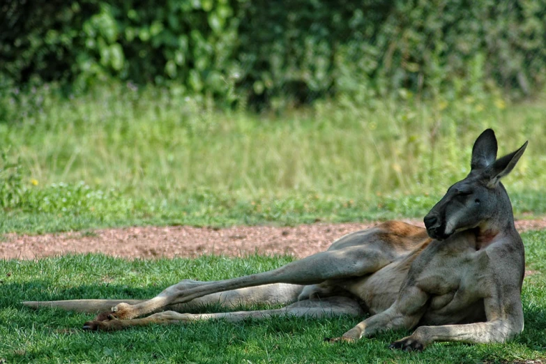 two kangaroos with their necks around one another in the grass