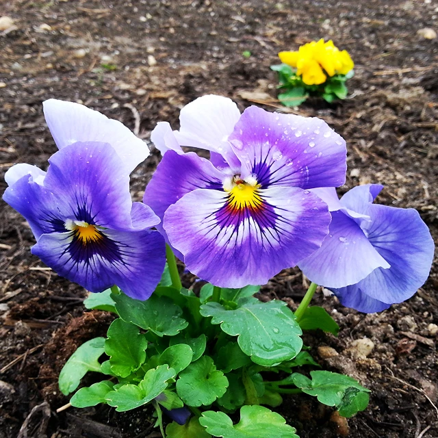 a couple of purple flowers sitting on top of dirt